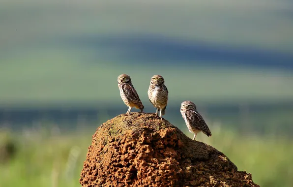 Picture owl, bird, Brazil, burrowing owl, mound, Serra da Canastra