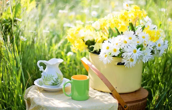 Picture summer, light, flowers, chamomile, bouquet, garden, pan