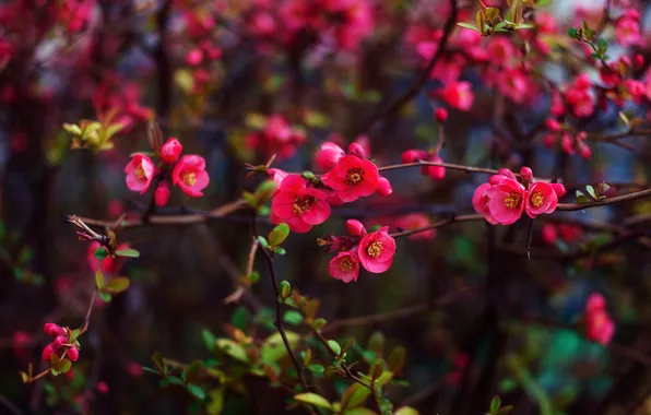 Flowers, branches, the dark background, spring, garden, pink, flowering, quince