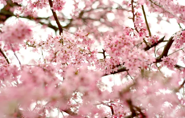 The sky, trees, flowers, branches, nature, cherry, branch, tenderness