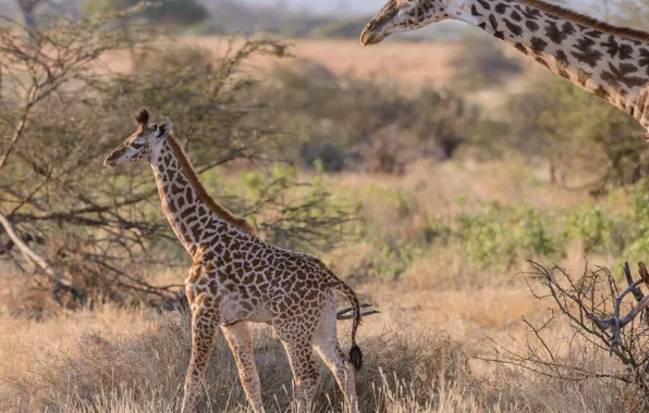 Pair, giraffes, Savannah, Africa, cub
