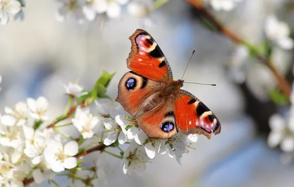 Nature, butterfly, beauty, spring, garden, beautiful, flowering