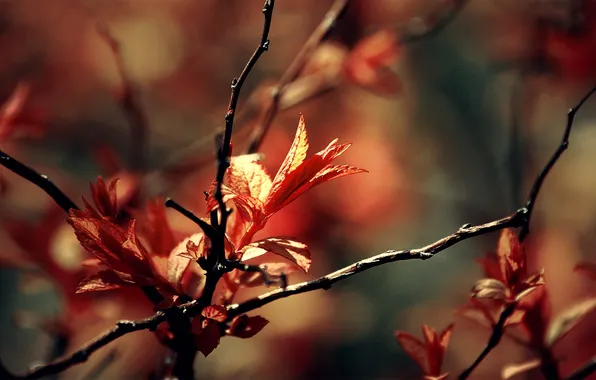 Picture red, autumn, leaves, leaf, delight