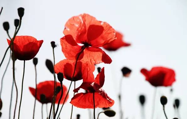 Nature, background, Maki