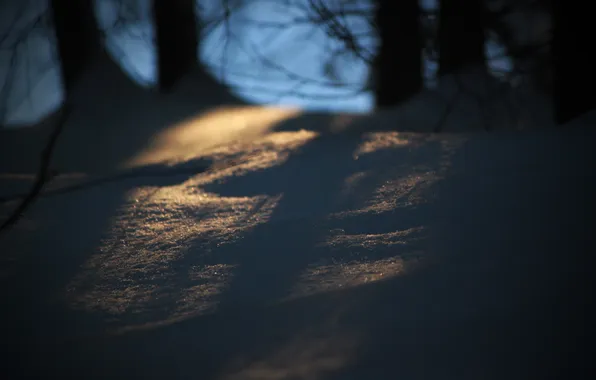 Forest, macro, snow, trees, nature, shadows, macro