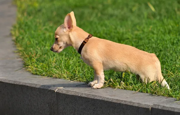 Nature, background, dog