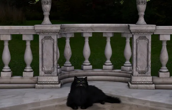 Black, cat, fluffy