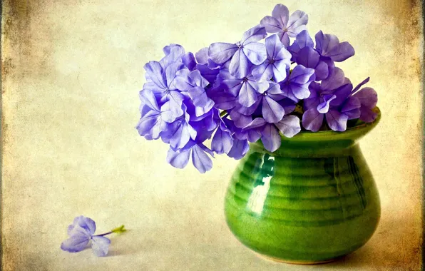 Picture flower, purple, flowers, vase, Phlox