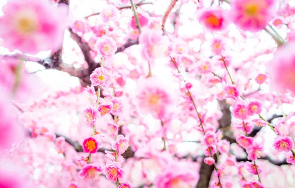 Tree, spring, Sakura, flowering