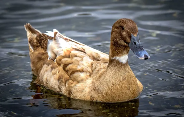 Picture nature, bird, Duck