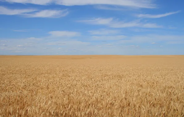 Field, the sky, background, grain, calm