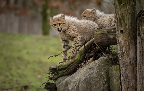 Look, nature, pose, stones, snag, two, cubs, cheetahs
