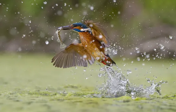 Splash, Kingfisher, Green fishing