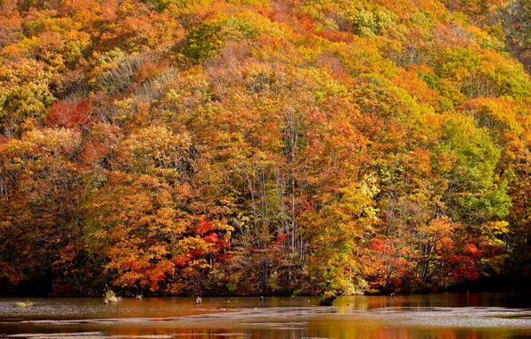 Picture autumn, forest, trees, nature