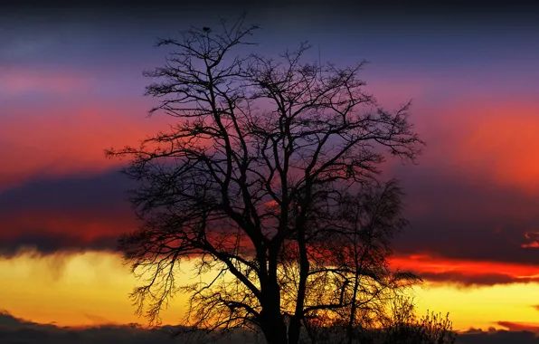 The sky, clouds, sunset, tree, silhouette, glow