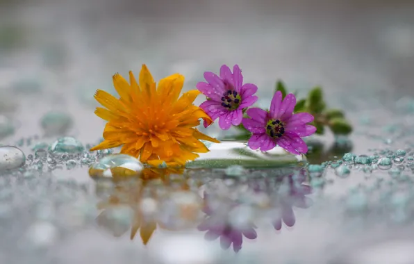 Drops, dandelion, a field of flowers