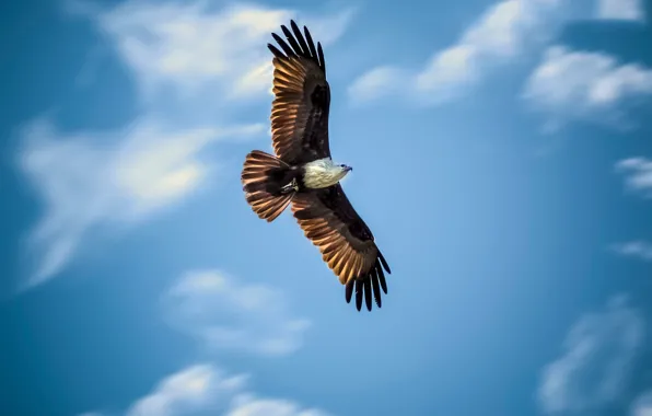 Picture the sky, flight, eagle, wings, hunting