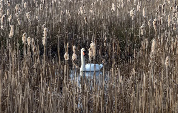 Lake, reed, swans