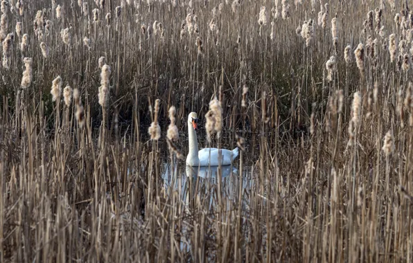 Lake, reed, Swan