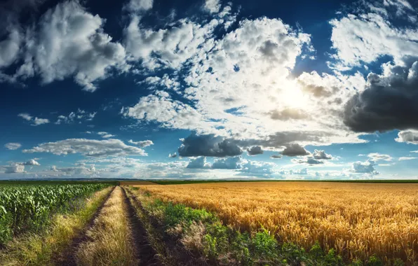 Field, the sky, clouds, horizon, track, ears, plantation
