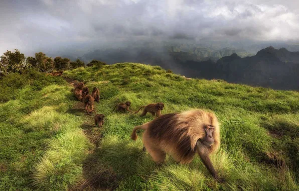 Picture family, the primacy of, Ethiopia, gelada, National Park Simen