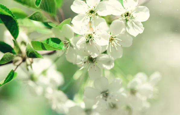 Flowers, nature, spring, Apple