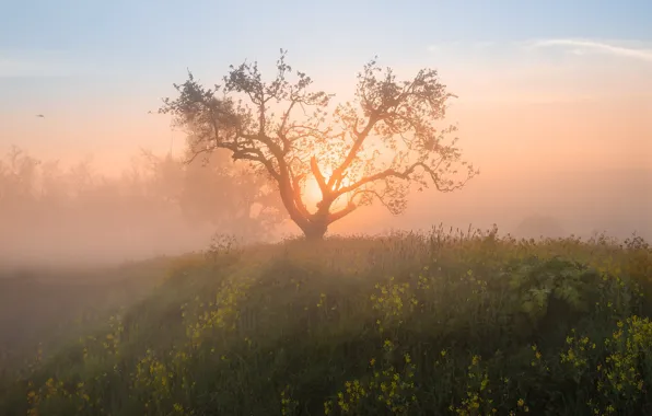 Field, the sun, fog, tree, dawn, morning, meadow, rape