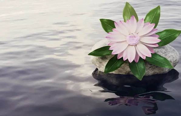 Flower, water, rendering, pink, stone, pond, computer graphics, Nymphaeum