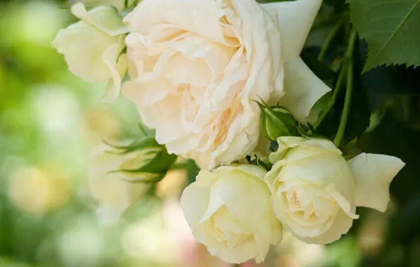 Picture tenderness, roses, petals, cream