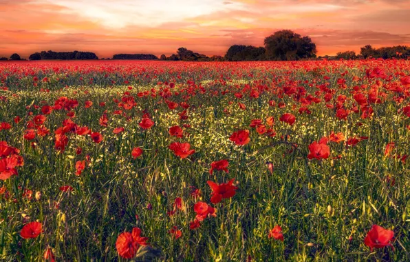 Field, summer, trees, flowers, Maki, chamomile, the evening, red