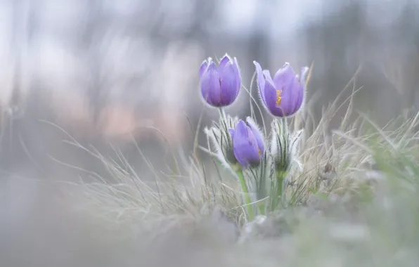 Flowers, nature, glade, blur, spring, light background, lilac, bokeh