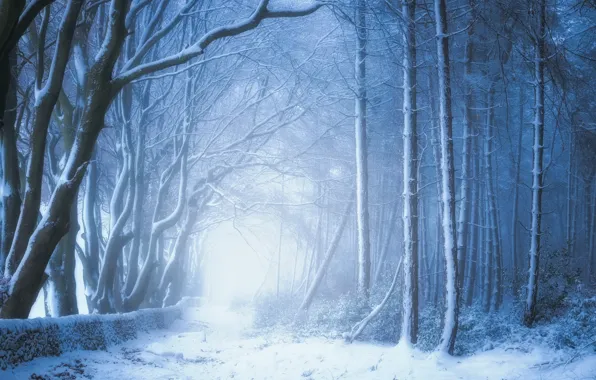 Winter, forest, snow, trees, England