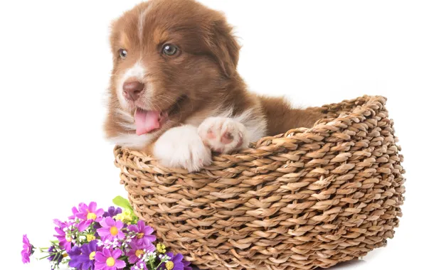 Look, flowers, baby, puppy, basket, shepherd, Australian