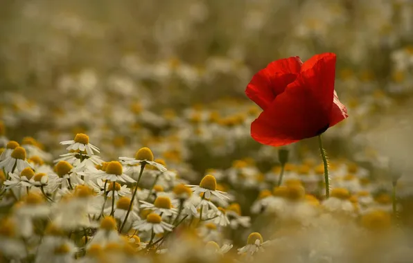 Picture Mac, chamomile, meadow