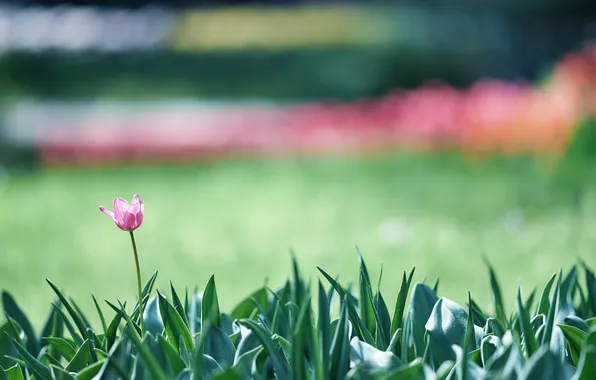 Picture flower, leaves, Tulip