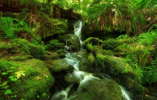 Picture forest, waterfall, moss, fern