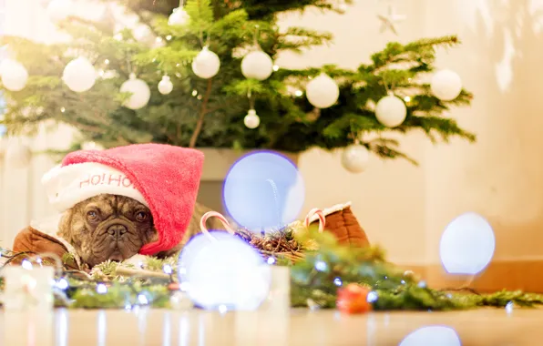 Picture look, decoration, tree, dog, Christmas, New year, tree, cap