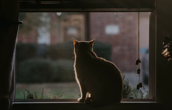 Picture cat, cat, back, window, sill, sitting, blinds