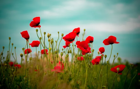 Field, the sky, flowers, red, nature, Maki