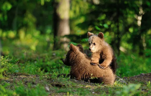 Greens, forest, summer, grass, look, trees, pose, bear