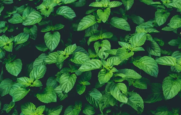 Picture Nature, Green, Wallpaper, Background, Macro, Mint, Plant