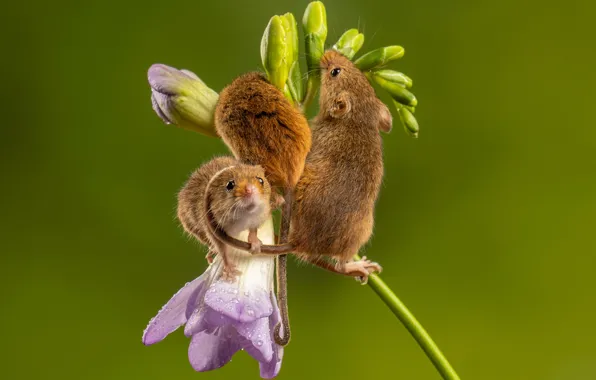 Flower, mouse, trio, mouse, the mouse is tiny, mouse-vole