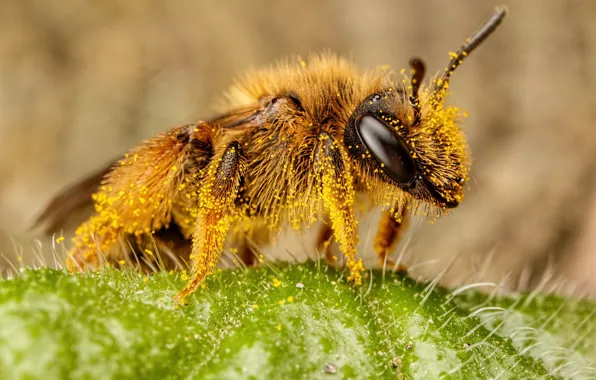 Eyes, macro, bee, background, pollen, leaf, insect