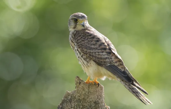 Picture bird, stump, predator, Kestrel