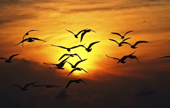 The sky, freedom, the sun, flight, sunset, birds, nature, background