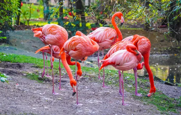 Birds, pack, Flamingo, pond, pink flamingos