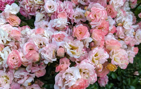 Flowers, Rosa, Bush, roses, morning, pink roses