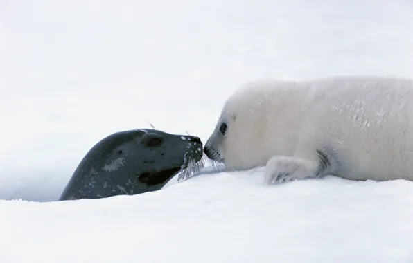 Picture ice, puppy, animals, winter, snow, cute, feeling, Seals