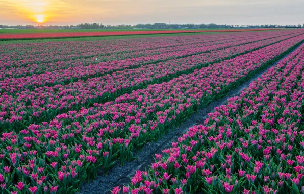 Picture field, the sky, flowers, spring, tulips, a number, field of tulips, lilac