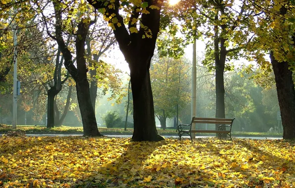 Park, tree, bench